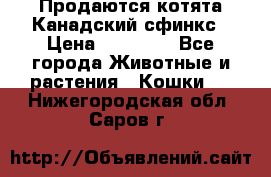 Продаются котята Канадский сфинкс › Цена ­ 15 000 - Все города Животные и растения » Кошки   . Нижегородская обл.,Саров г.